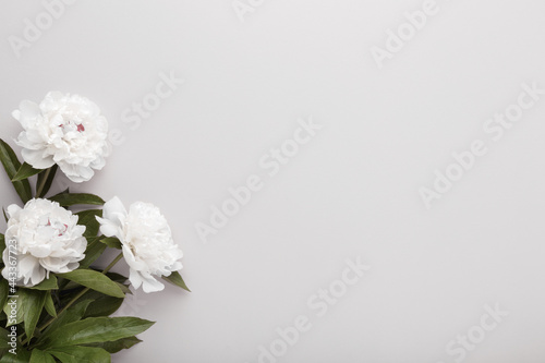 Canvastavla Fresh white peony flowers on light gray table background