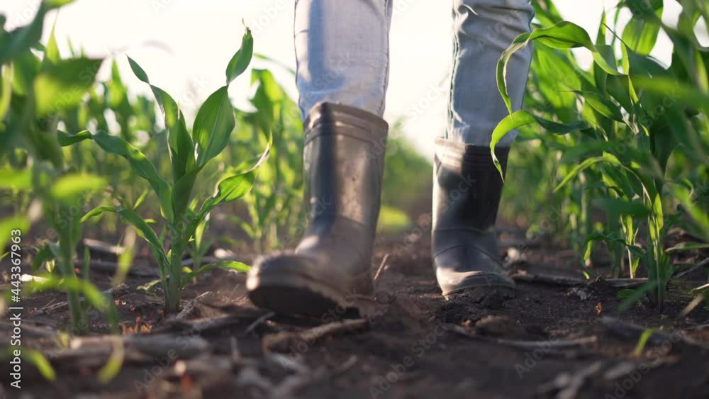 Agriculture. Farmer in rubber boots walk through corn field. Farmer feet in boots in soil with corn. Agriculture concept. Farmer in rubber boots in corn field. Agricultural business corn. Fertile soil Agriculture. Farmer in rubber boots walk through corn field. Farmer feet in boots in soil with corn. Agriculture concept. Farmer in rubber boots in corn field. Agricultural business corn. Fertile soil