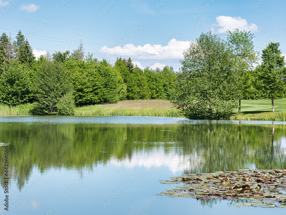 Fototapeta premium Shore area of a pond with deciduous trees and meadow on a sunny day. Floating leaves of water lily in pond