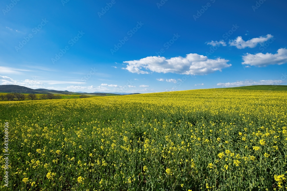 agricultural farmland, fields yellow flowering canola fields, Canola fields in the spring.  yellow flowers,  fields flowers spring time colour ,white clouds in blue 
