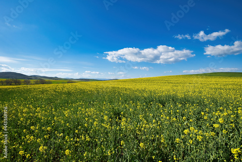 agricultural farmland  fields yellow flowering canola fields  Canola fields in the spring.  yellow flowers   fields flowers spring time colour  white clouds in blue 