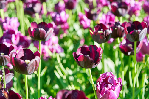 Fototapeta Naklejka Na Ścianę i Meble -  Bright flowers of tulips on a tulip field on a sunny morning