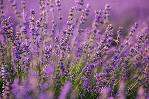 Beautiful lavender field at sunrise. Purple flower background. Blossom violet aromatic plants.