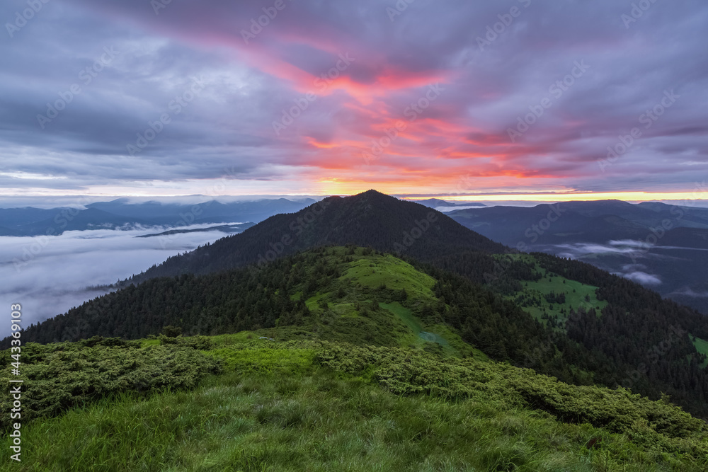 Sunrise. Spring morning. Landscape with high mountains. Foggy morning. Panoramic view. Natural scenery. Wallpaper background. Touristic place Carpathian park.