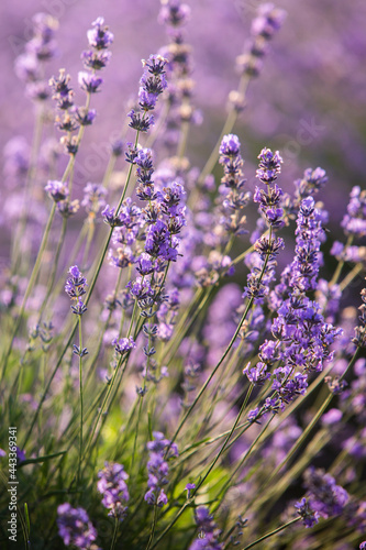 Beautiful lavender field at sunrise. Purple flower background. Blossom violet aromatic plants.