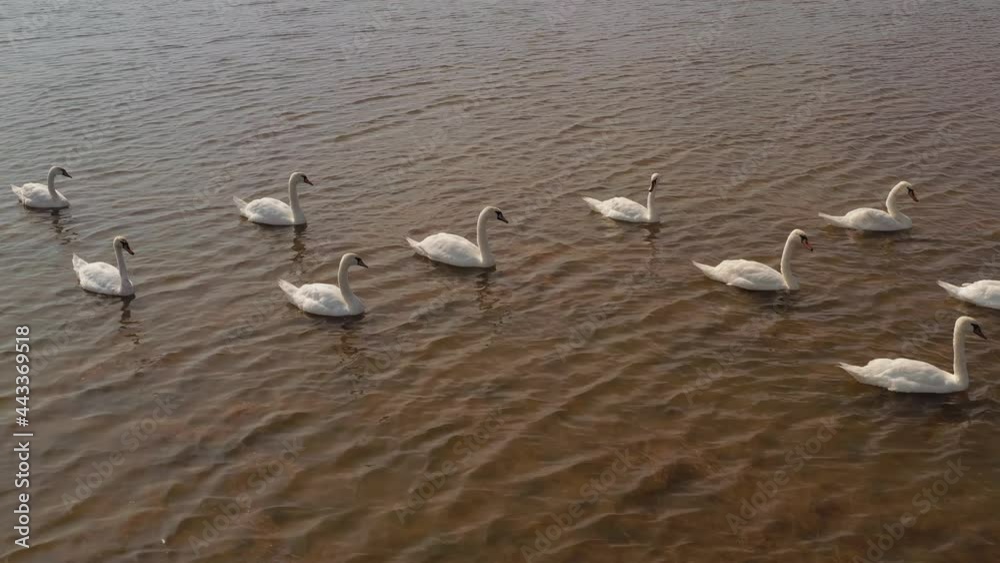 Aerial Video White Swans on a Lake in the Wild Aerial Video White Swans on a Lake in the Wild
