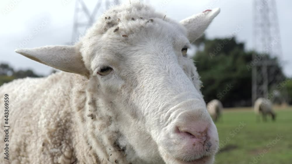 CLOSE UP White Suffolk Domestic Sheep On A Farm CLOSE UP White Suffolk Domestic Sheep On A Farm
