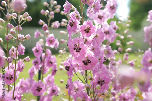 Fotografie, Tablou Pink delphinium in the summer garden