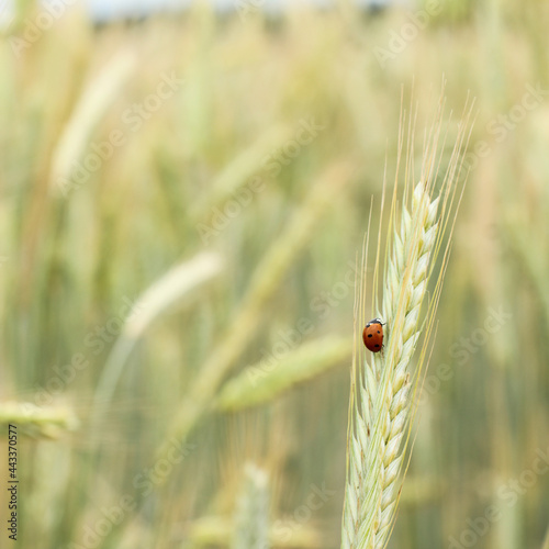spikelet with a red ladybug in the field. summer in the countryside