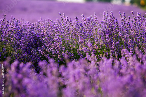 Beautiful lavender field at sunrise. Purple flower background. Blossom violet aromatic plants.