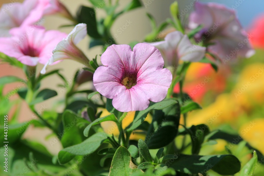 Delicate pink petunias in the flower garden Delicate pink petunias in the flower garden