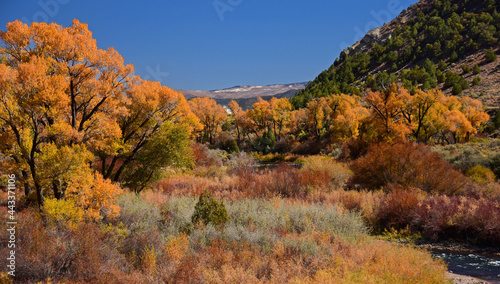 beautiful orange autumn color of  cottonwood trees next to the eagle river in the rocky mountains of colorado  near eagle