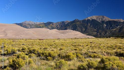 mountain peaks , sand dunes, and  rabbitbrush  wildflowers in great sand dunes national park, colorado, on a sunny fall day photo