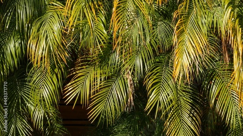 Exotic jungle rainforest tropical atmosphere. Palm fresh juicy frond leaves in amazon forest or garden. Contrast dark natural greenery lush foliage. Evergreen ecosystem. Paradise aesthetic background.