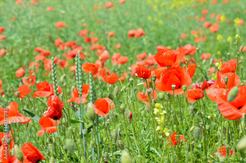 Blurred image of a field with blooming poppies on a sunny day. Summer.