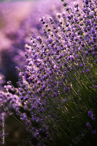 Beautiful lavender field at sunrise. Purple flower background. Blossom violet aromatic plants.