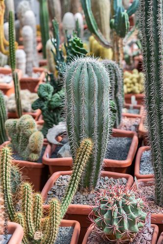 Collection of various tropical cactus and succulent plants in different pots.