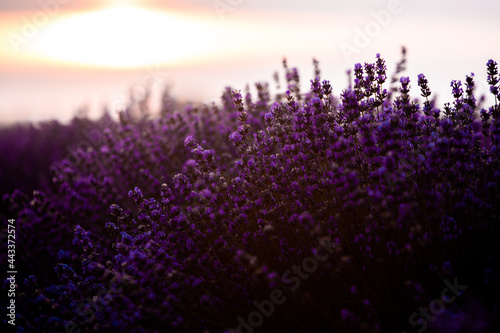 Beautiful lavender field at sunrise. Purple flower background. Blossom violet aromatic plants.