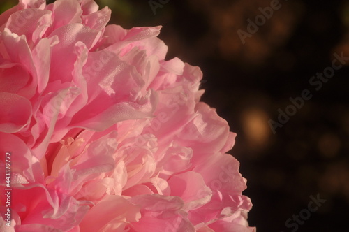 close up of pink peony