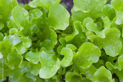 Green lettuce leaves. For sandwich, salad, food. Vegan, raw food, diet concept.