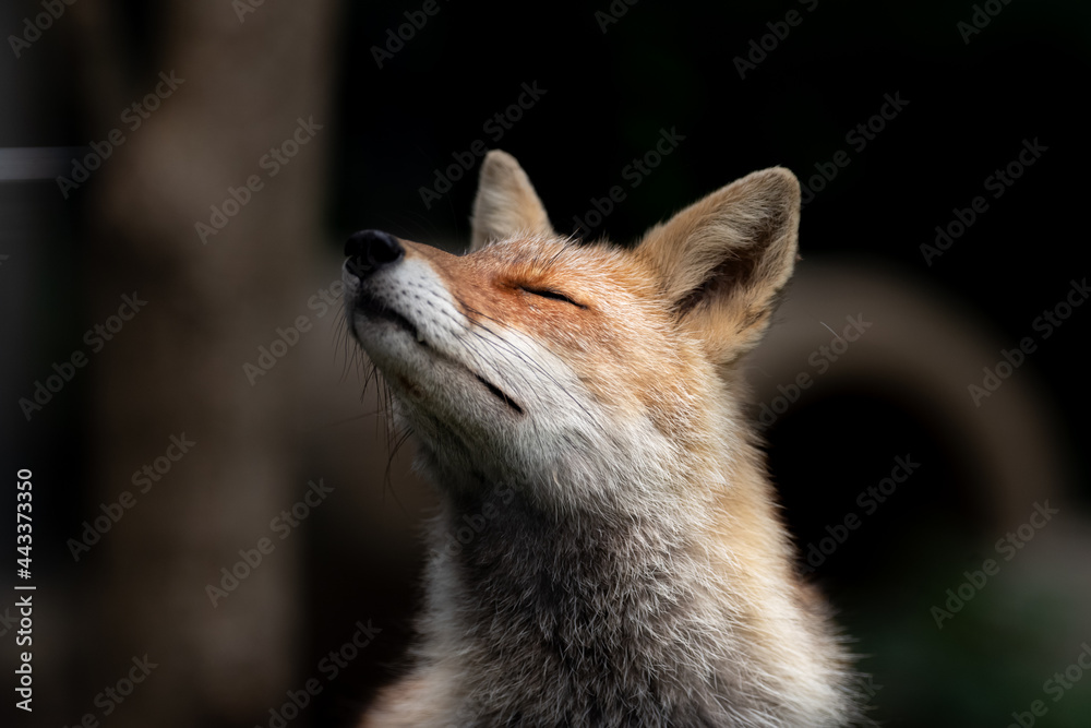 Fototapeta premium ホンドキツネ