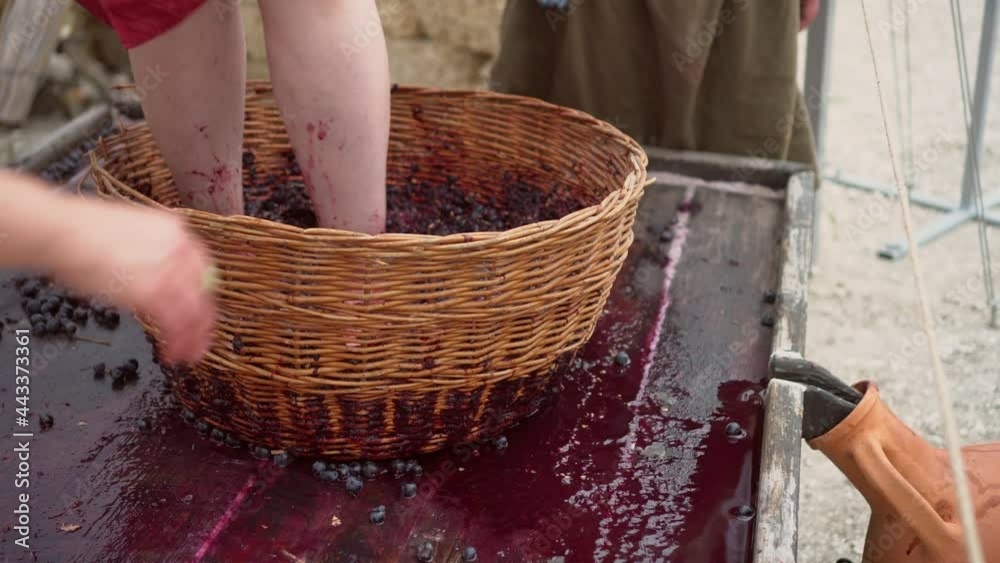 Grapetreading or grapestomping in traditional winemaking. Grapes are