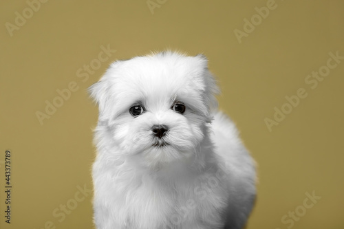 Little white puppies maltese in the studio © Мария Старосельцева