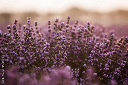 Beautiful lavender field at sunrise. Purple flower background. Blossom violet aromatic plants.