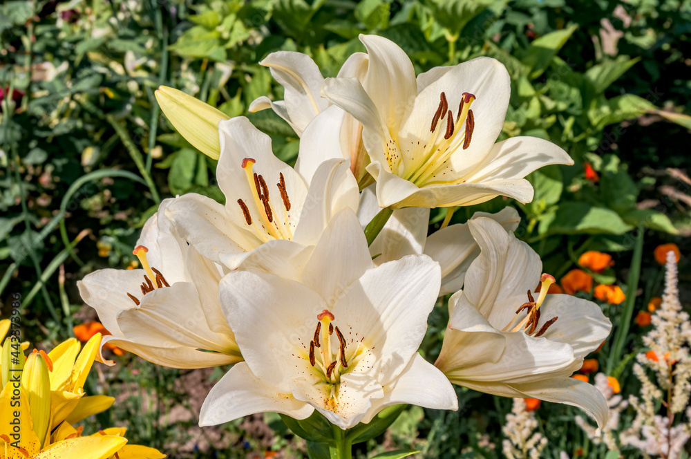 Fototapeta premium Asiatic Hybrid Lily (Lilium hybridum) in garden