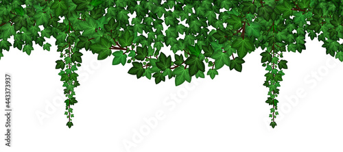 Ivy foliage garland. Green climbing and hanging ivy leaves and liana. Summer natural plant wall  repeat seamless pattern. Vector illustration