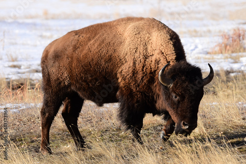 american bison grazing in the snow in winter along the wildlife drive in the rocky mountain arsenal national wildlife refuge in commerce city, near denver, colorado
