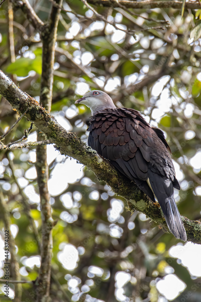 Mountain Imperial Pigeon perch on tree branch on nature rainforest jungle Mountain Imperial Pigeon perch on tree branch on nature rainforest jungle