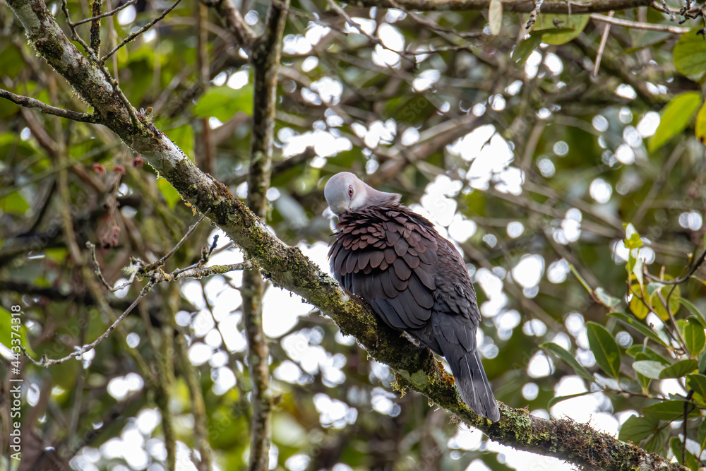 Mountain Imperial Pigeon perch on tree branch on nature rainforest jungle Mountain Imperial Pigeon perch on tree branch on nature rainforest jungle