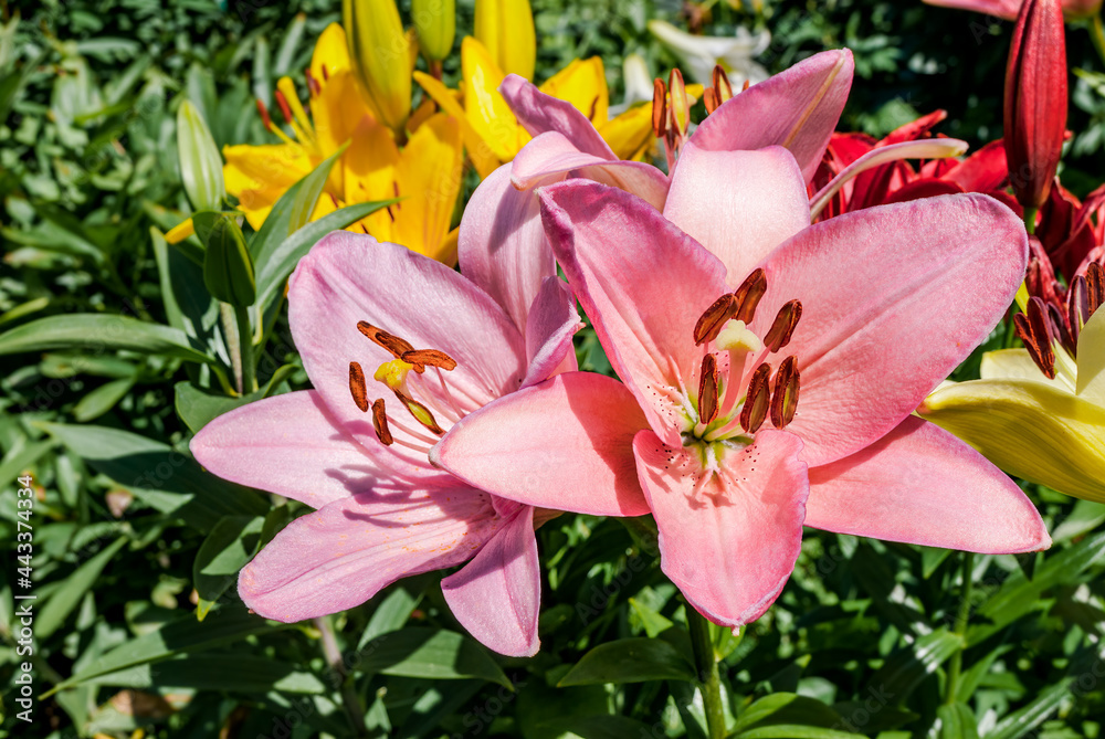 Obraz premium Asiatic Hybrid Lily (Lilium hybridum) in garden
