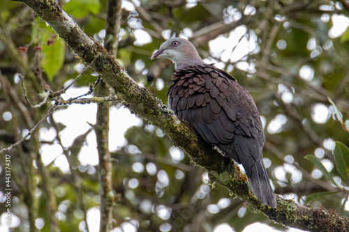 Mountain Imperial Pigeon perch on tree branch on nature rainforest jungle photo