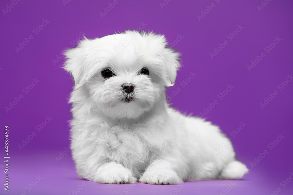 Beautiful and cute maltese puppies on a purple background Beautiful and cute maltese puppies on a purple background
