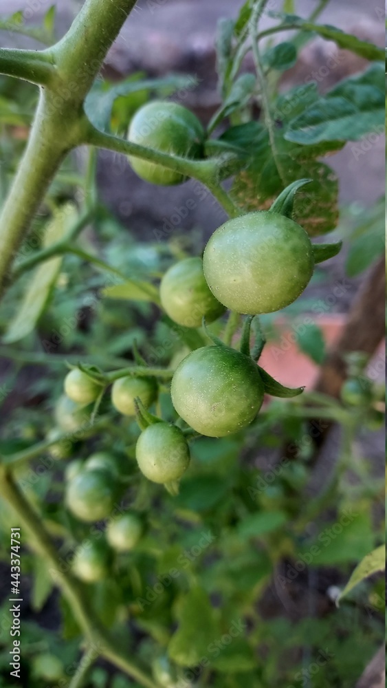 green tomatoes on a tree green tomatoes on a tree