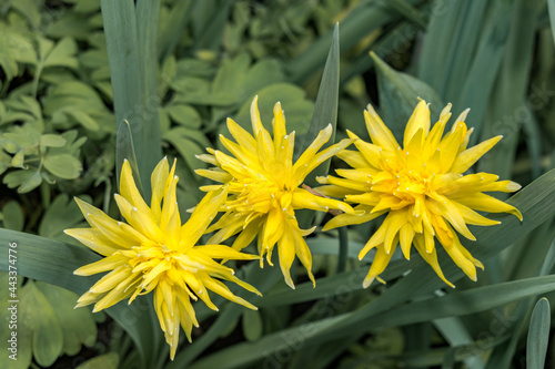 Double Daffodil 'Rip van Winkle' (Narcissus minor) in park photo