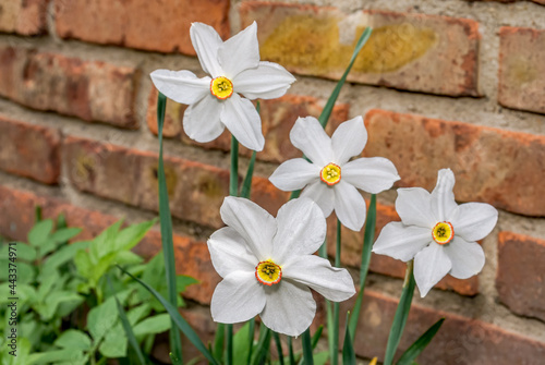 Poet's Daffodil (Narcissus poeticus) in garden photo