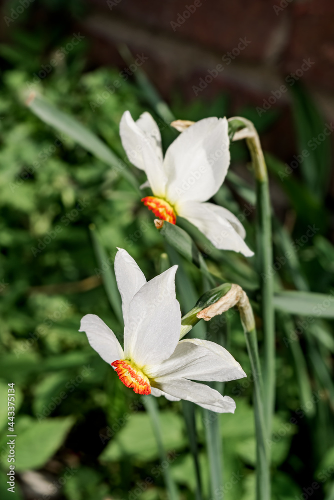 Poet's Daffodil (Narcissus poeticus) in garden Poet's Daffodil (Narcissus poeticus) in garden
