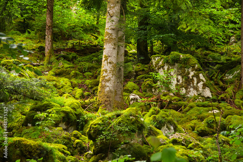 Mystischer Wald im franz  sischen Jura