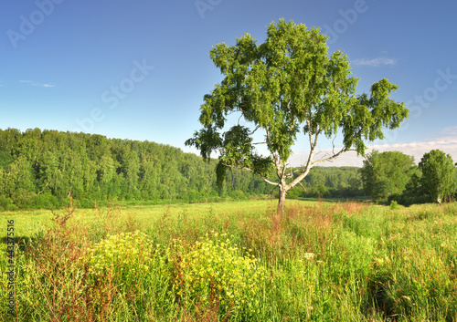 Summer morning in the field. A birch tree under a blue sky, thick grass and wildflowers on a green meadow, fog on the horizon. Nature of Siberia, Russia