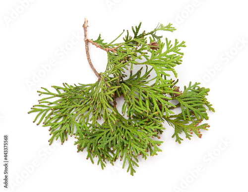 Green branch of thuja.