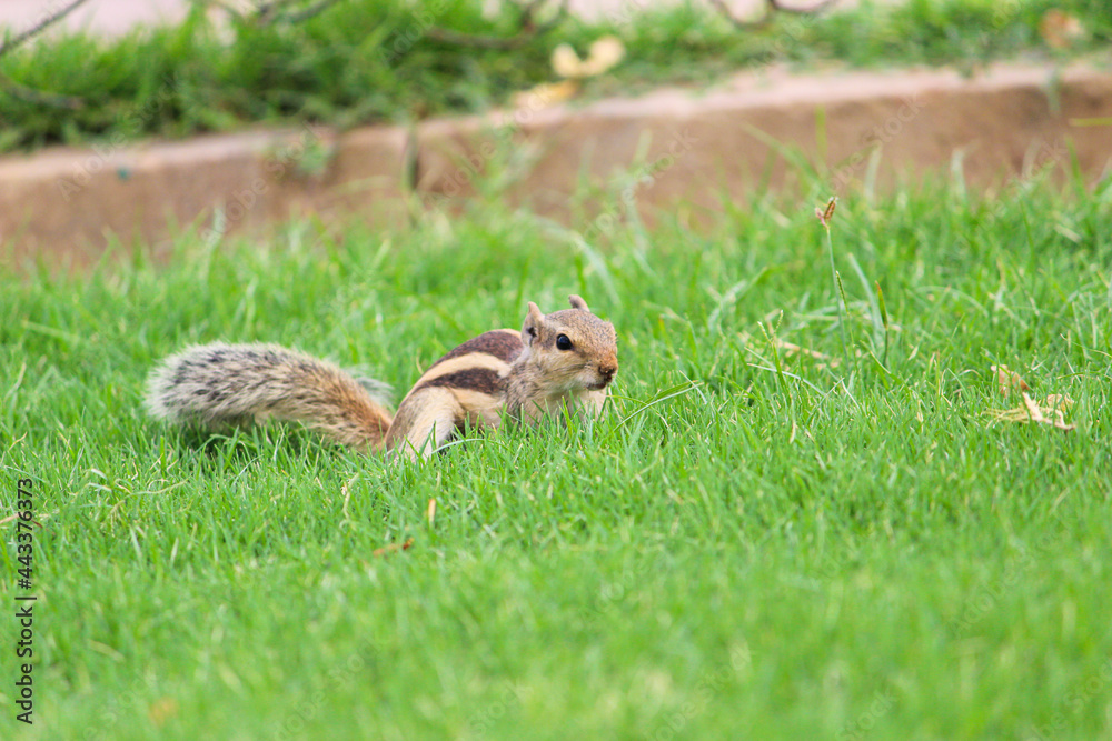 Fototapeta premium squirrel in the garden 
