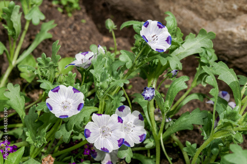 Baby Blue Eyes (Nemophila maculata) in garden photo