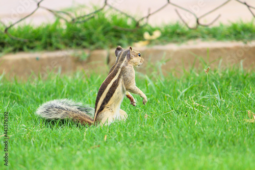 squirrel in the garden 