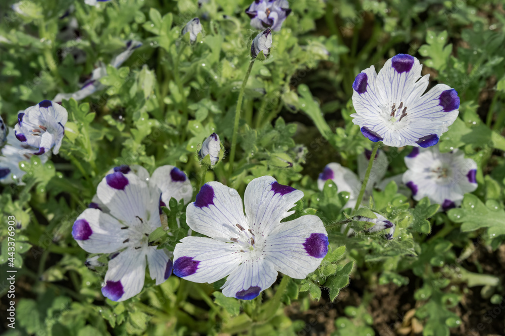 Baby Blue Eyes (Nemophila maculata) in garden Baby Blue Eyes (Nemophila maculata) in garden