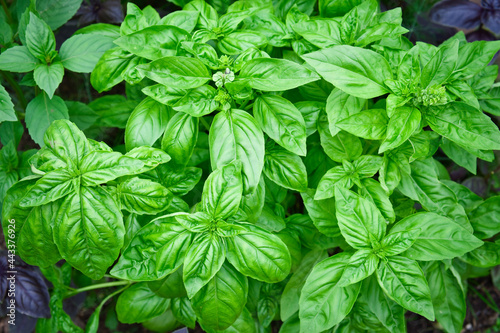 Close-up of young fresh basil plant in the ground. Ocimum basilicum in the garden. © Олег Арюткин