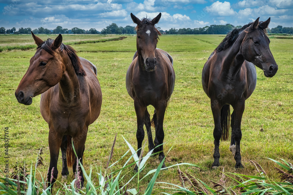 Portrait of three horses in a paddock in Butjadingen / Germany in sunny weather Portrait of three horses in a paddock in Butjadingen / Germany in sunny weather