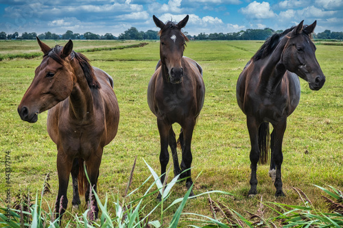 Portrait of three horses in a paddock in Butjadingen   Germany in sunny weather 